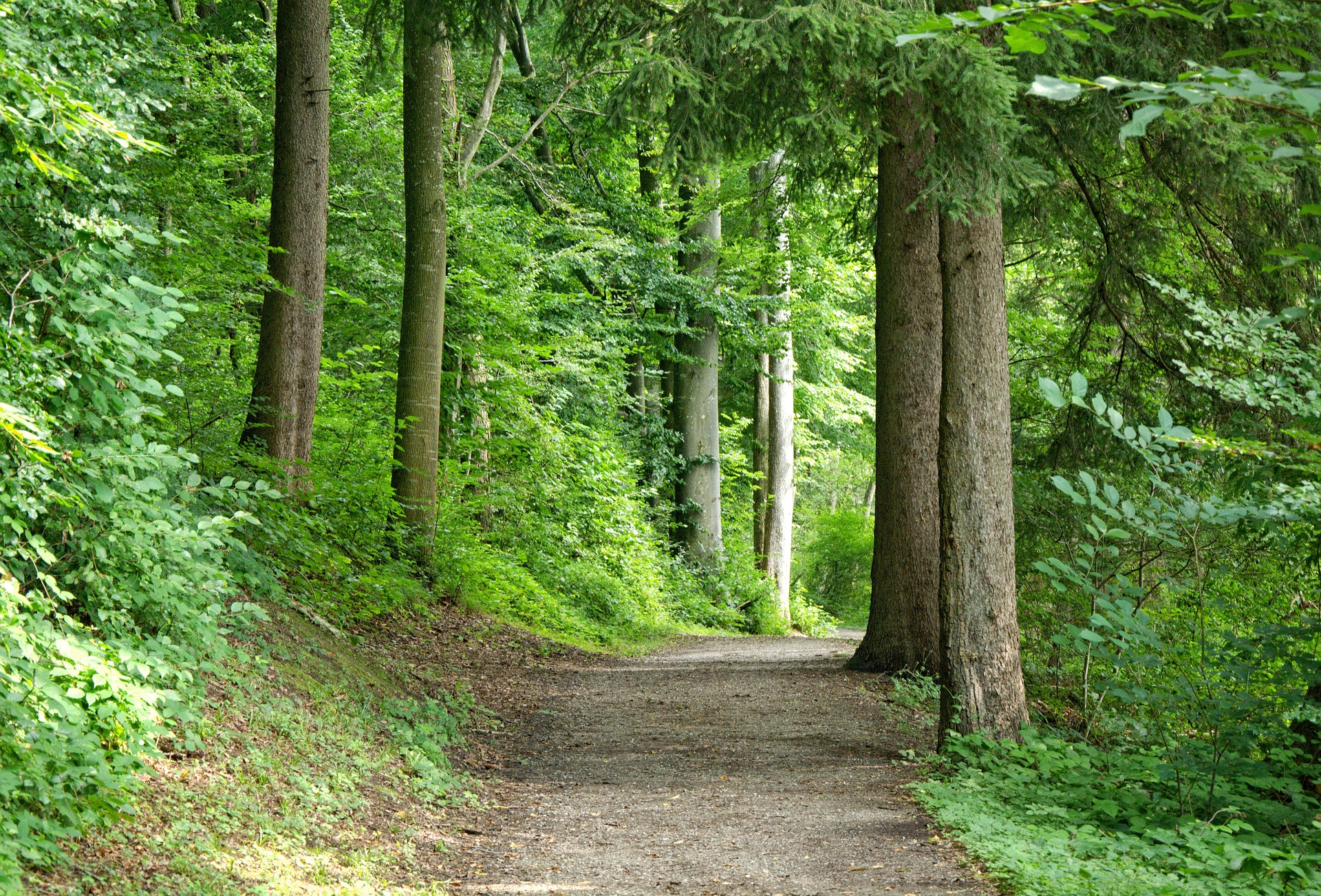 A wooded path